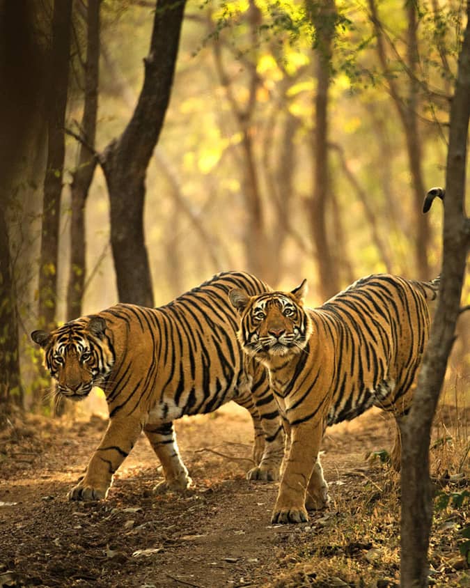 Photos Courtesy SUJÁN Sher Bagh